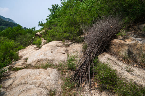 Mountain rocks and plants in lush nature