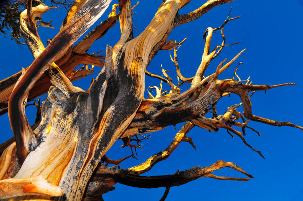 un pino bristlecone en las montañas cerca de bishop - bristlecone pine fotografías e imágenes de stock