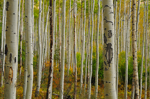 Fall colors on an aspen tree forest on the slopes of the Rocky Mountains, on the way from Aspen to the Independence Pass, Colorado, USA