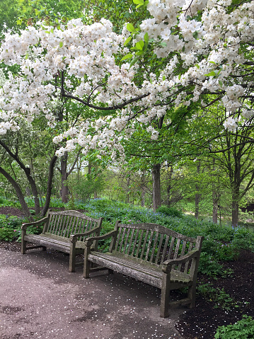 Two benches sitting under a crabapple tree