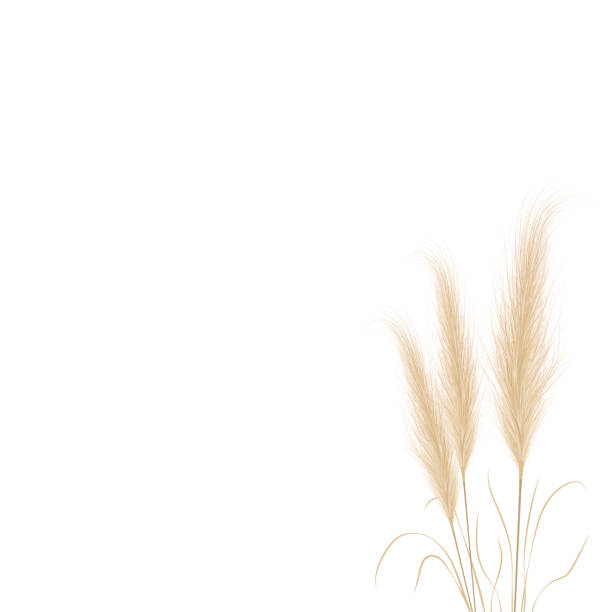 Tan pampas grass branches on white background. Floral ornament elements in boho style. Vector illustration of cortaderia selloana. New trendy home decor Tan pampas grass branches on white background. Floral ornament elements in boho style. Vector illustration of cortaderia selloana. New trendy home decor. tussock stock illustrations