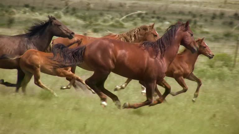 Pferd