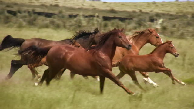 HD 1080i Wild Horses