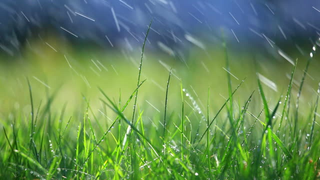 Grass and rain - selective focus