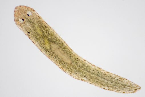 Planarian parasite (flatworm) under microscope view.