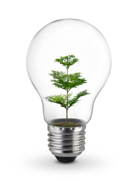 istock Green tree inside of light bulb on White Background, Inspiration concept 1359063778