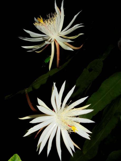 istock Wijaya kusuma flower (Epiphyllum oxypetalum) 1359064737