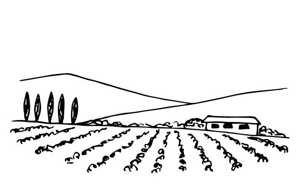 простой векторный черный контурный рисунок. ландшафт виноградника, фермерский дом, ряды виноградных кустов, кипарисы, горы на горизонте. ст - tuscany vineyard italy agriculture stock illustrations