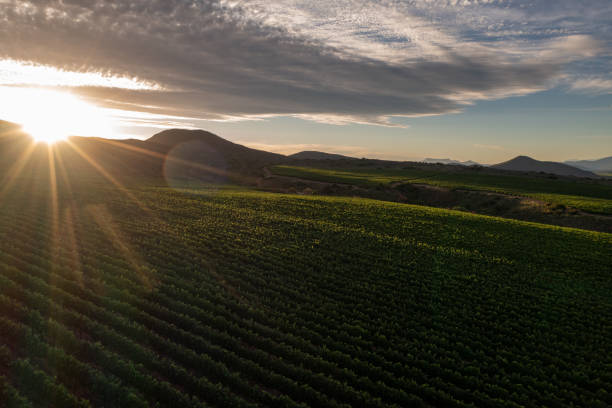 Late afternoon sunset on the lush green vineyards on the hillside.