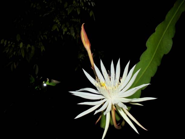 istock Wijaya kusuma flower (Epiphyllum oxypetalum) 1359065627