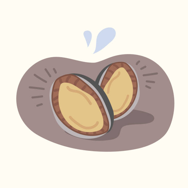 Abalone Shells Vector Drawing Of A Abalone Shell Illustrations, Royalty-Free Vector Graphics ...