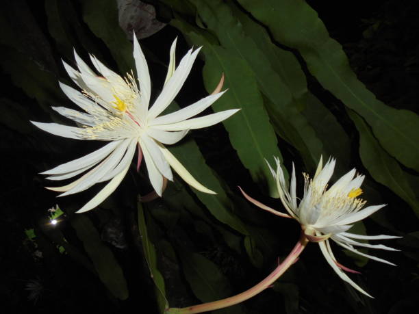 istock Wijaya kusuma flower (Epiphyllum oxypetalum) 1359066438