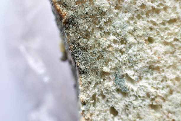 istock mold on bread harmful non-usable bread fungal growth health 1359069981