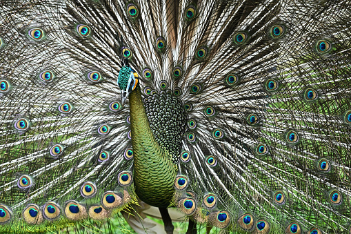 Close up, a beautiful green peacock is spreading its tail