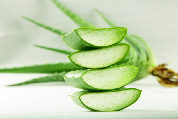 istock Aloe vera plant slices. 1359072912