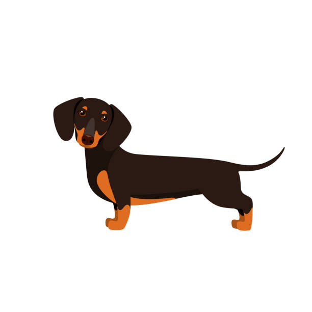 śmieszny jamnik - dachshund stock illustrations