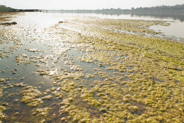 algas d'água. - algae slimy green water - fotografias e filmes do acervo