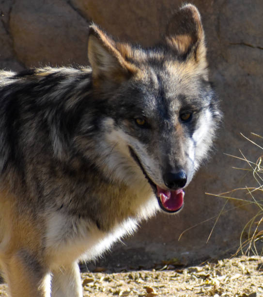 istock Close up of endangered Mexican wolf 1359074755
