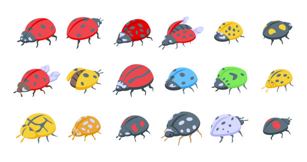 ilustraciones, imágenes clip art, dibujos animados e iconos de stock de los iconos de mariquita de insecto establecen vectores isométricos. mosca infantil - lady bird beetle