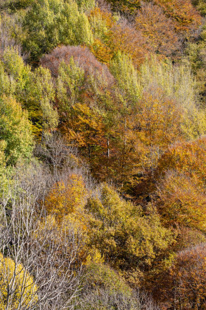 istock Brown and orange autumn foliage colours forest fall colors background 1359077608