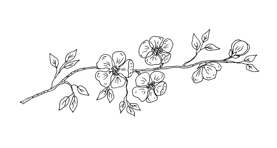 Branch with plum, cherry, apricot flowers. Vector linear illustration.