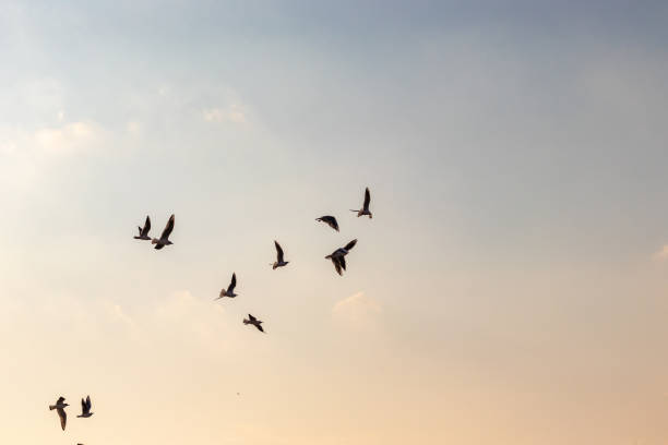 istock Many birds flying in a flock in the evening sky 1359080853