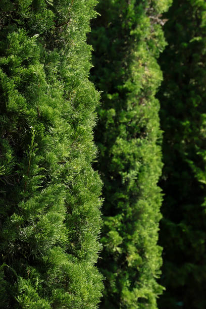 Group of green pine tree in the garden. Select focus.
