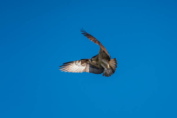 istock Osprey is hovering inn the sky in Japan 1359084985