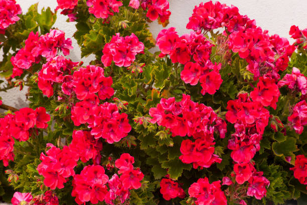 red geranium flowers, flower pots decoration. - wall flower sunny temperate flower imagens e fotografias de stock