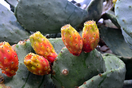 Opuntia Ficus Indica, the prickly pear. Ripe orange and yellow fruits of cactus and green thick leaves with needles