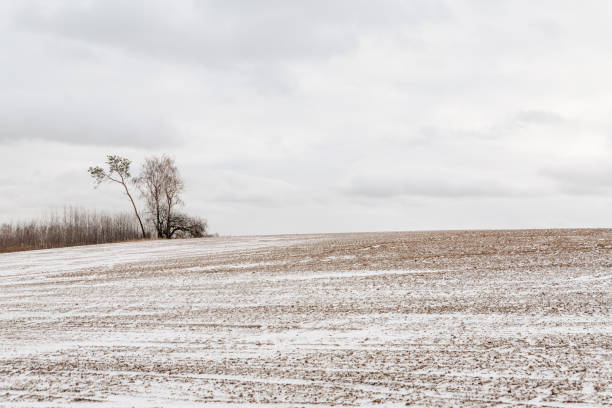 istock Moody winter landscape with dark trees on covered with fresh fallen snow field in wintry field on cold gloomy day 1359087449