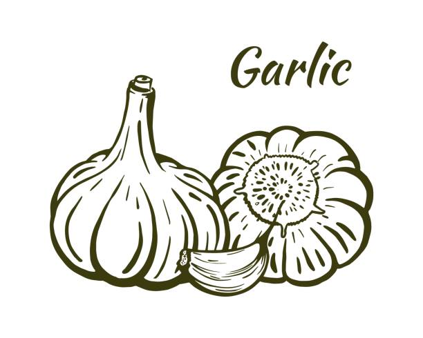 Garlic still life sketch hand drawn vector Garlic still life sketch, hand-drawn. Heads of garlic and one clove. Illustration isolated on white background. Vector. garlic cartoon stock illustrations
