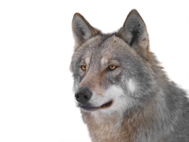 istock portrait of gray wolf isolated on white background 1359088380