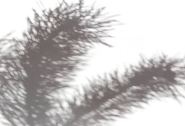 istock The shadow of pine branches on a light background 1359089563