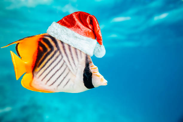 istock goldfish underwater carrying christmas presents with santaclaus hat 1359090250