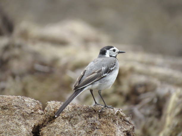 istock Environment photography with beautiful bird 1359091860