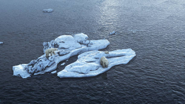семейство белых медведей на тающих арктических морских льдах, вид с воздуха - polar bear young animal isolated cub стоковые фото и изображения