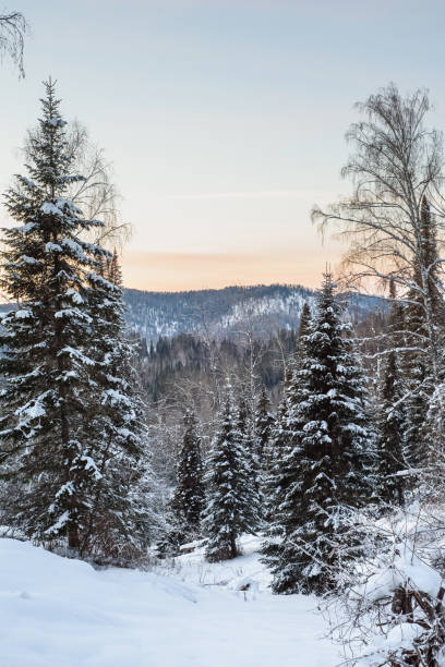 istock Mountain winter landscape with fir trees at sunset 1359093901