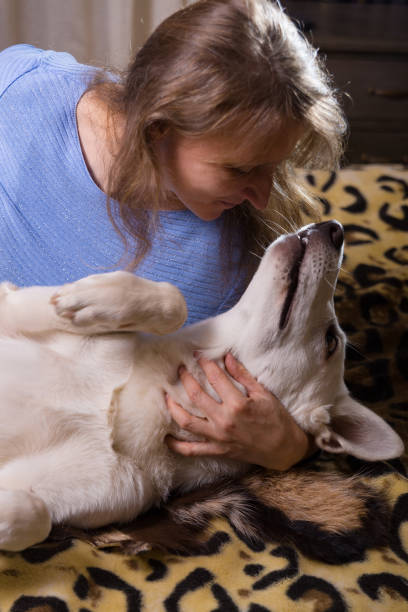 istock A woman having fun with a white swiss shepherd dog 1359093944