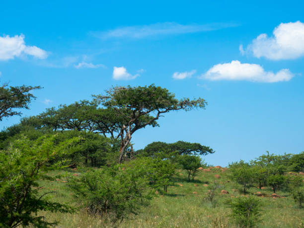 istock African landscape with  Acacia trees. Tourism and vacations concept. 1359094864
