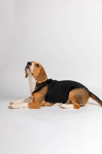 istock Beagle eyeing her treat 1359094971