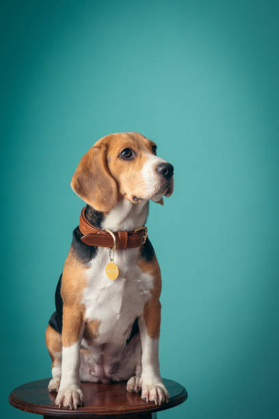 beagle puppy sentado en la silla - beagle dog purebred dog pets fotografías e imágenes de stock