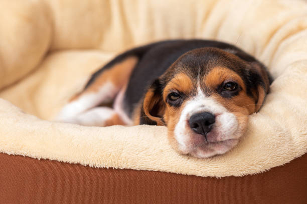 istock Beagle Puppy 45 days old cute eyes 1359095441