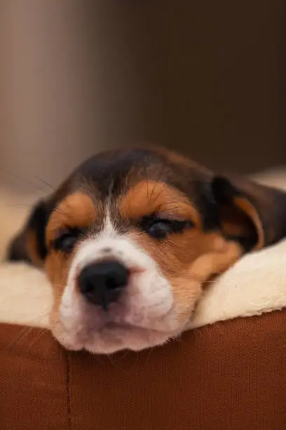 Photo of Beagle Puppy 45 days old