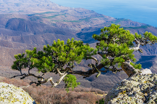 Mountain pine on the background of the sea. View from Mount Demerdzhi to the Black Sea. Crimean peninsula