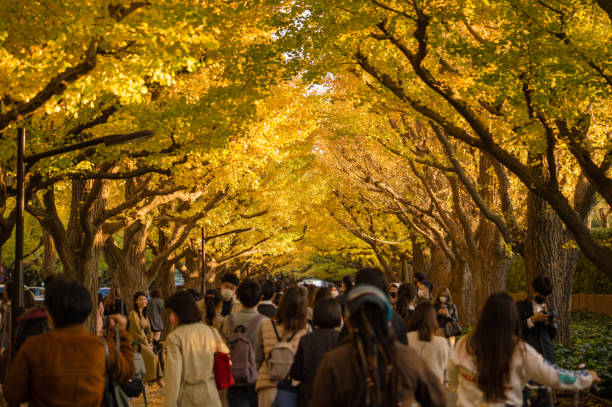 jesienna ulica wysadzana drzewami miłorzębu przed meiji jingu gaien w kita aoyama, minato-ku, tokio - ginkgo tree ginkgo tree japan zdjęcia i obrazy z banku zdjęć