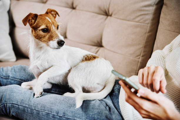 istock Woman sit with dog and use smartphone 1359096759