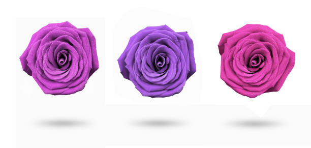 istock Isolated roses of different colors. 1359096943