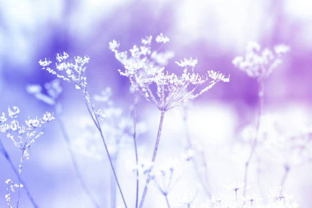 Natural background with winter dried flowers. Winter flowers. Thickets of dried flowers of purple color.