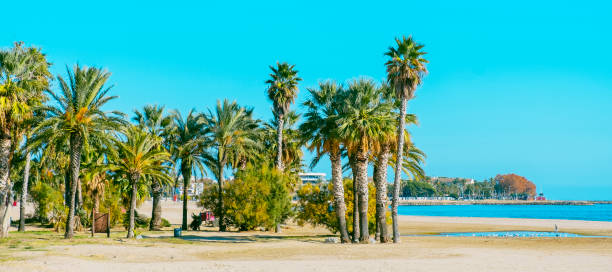 Regueral Beach in Cambrils, Spain, web banner oasis with palm trees in the Platja del Regueral beach, also known as Platja del Prat den Fores, in Cambrils, Spain, in the Costa Daurada coast, in a panoramic format to use as web banner or header cambrils stock pictures, royalty-free photos & images